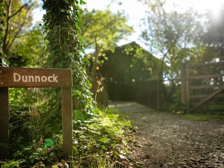 DunnockEntrance