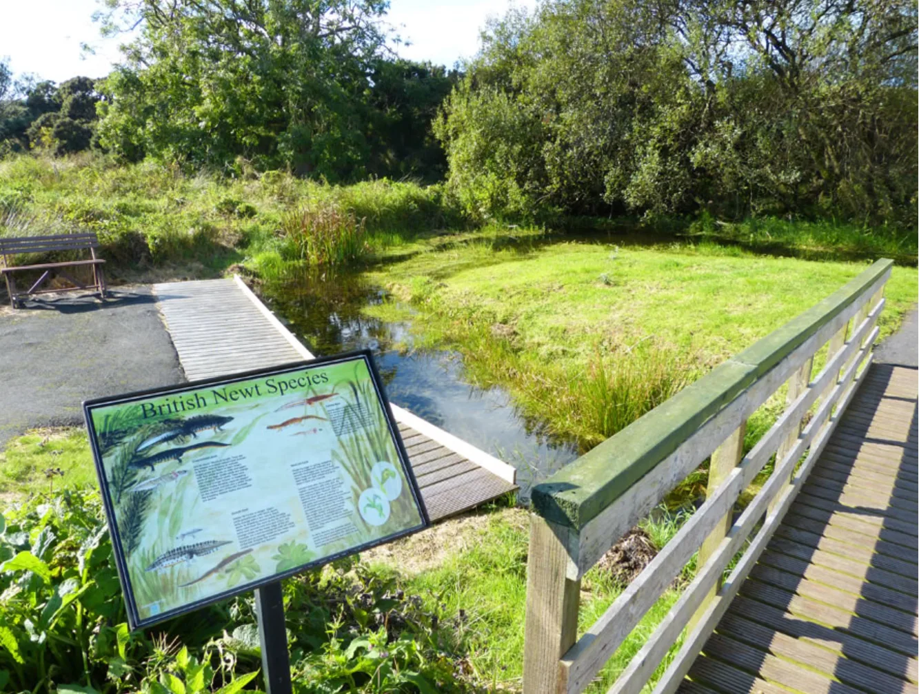 Pond with educational sign about British newt species