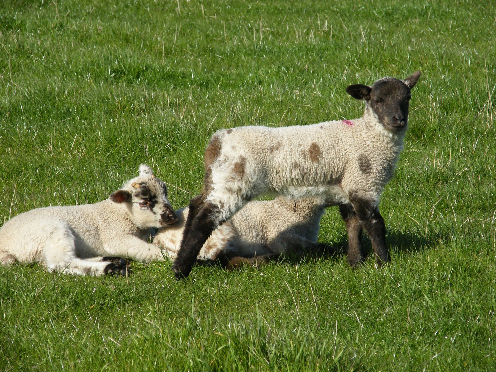 Three lambs in a grassy field