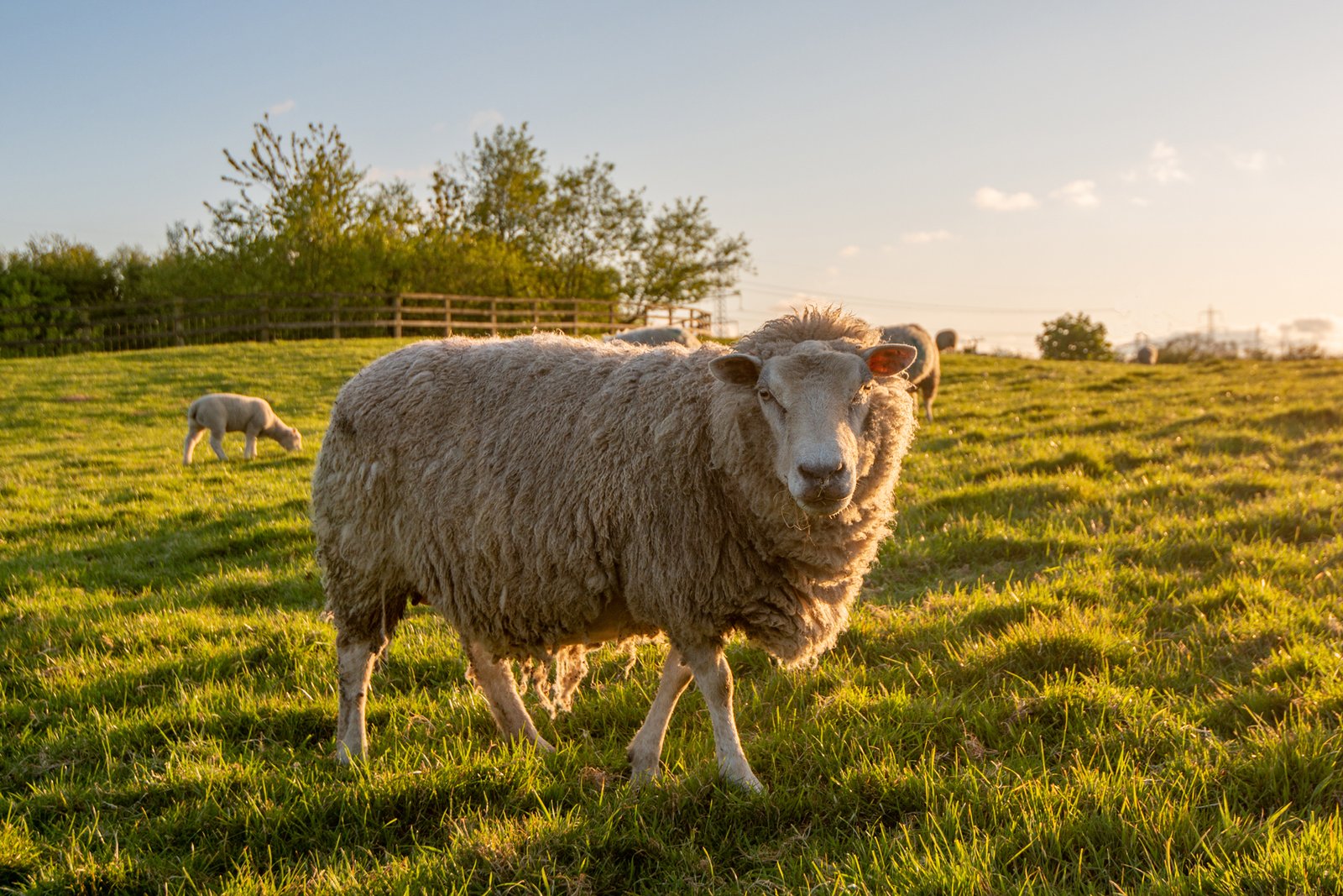 Sheep grazing in a sunlit field.